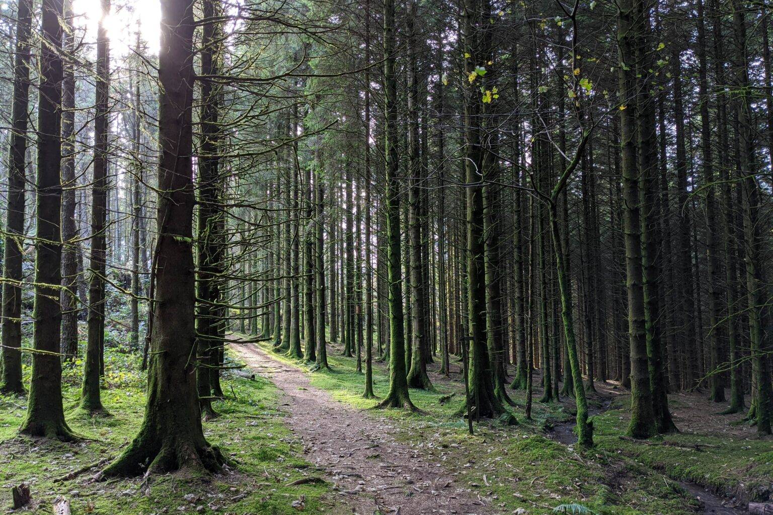 A pine forest with a small footpath in between the trees