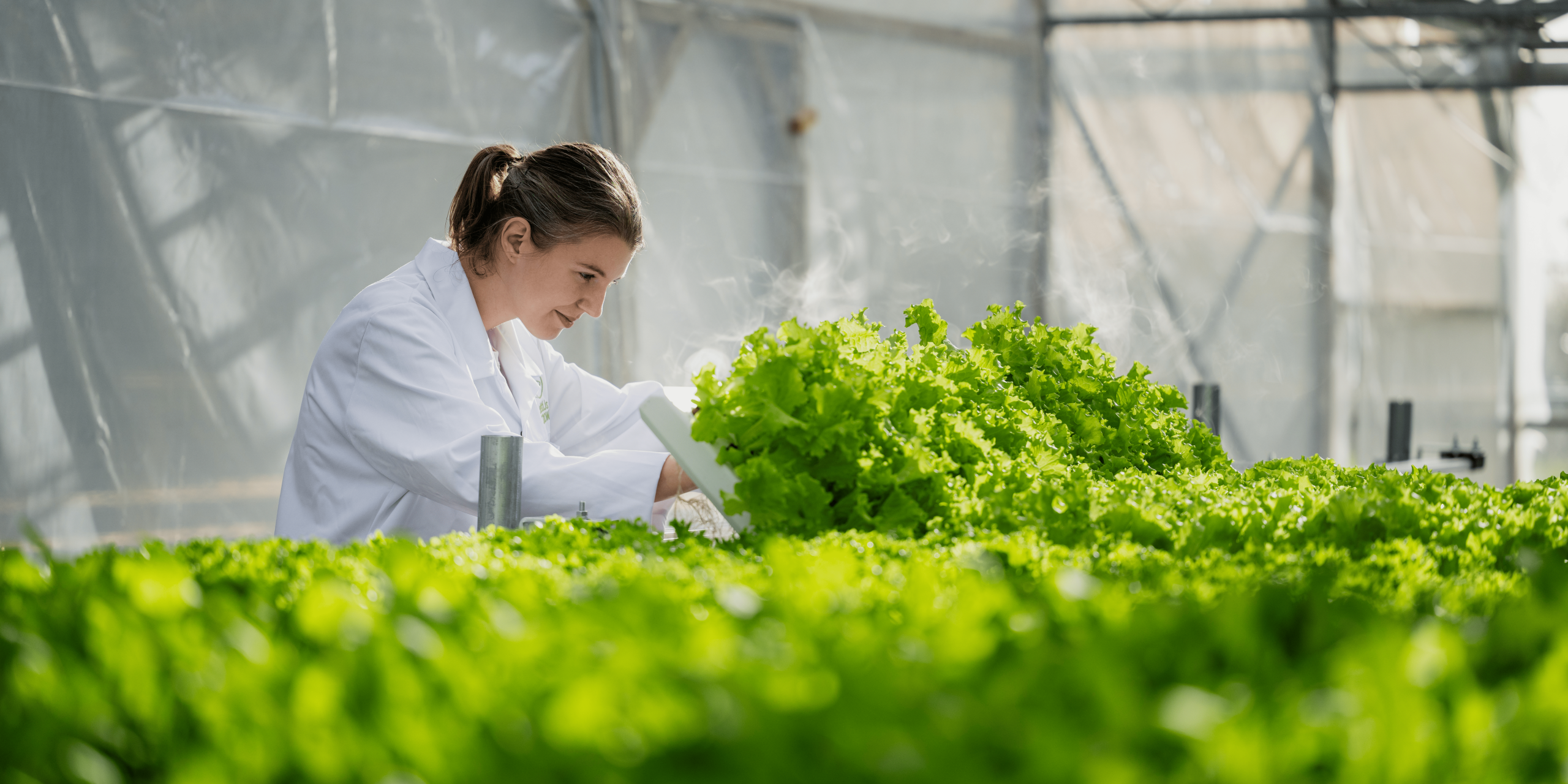 Image Showing LettUs Grow Article Image